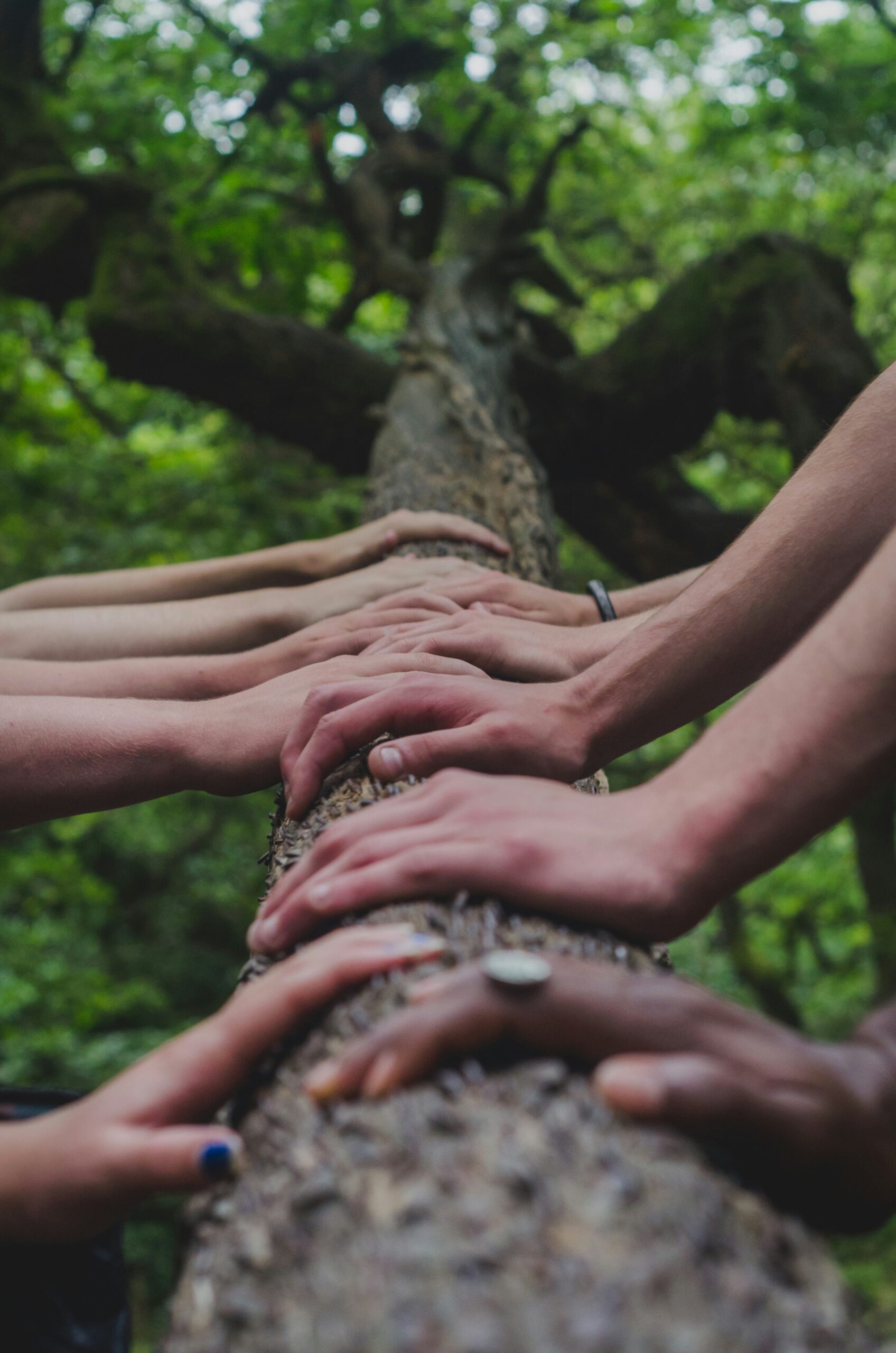 Hands on a tree